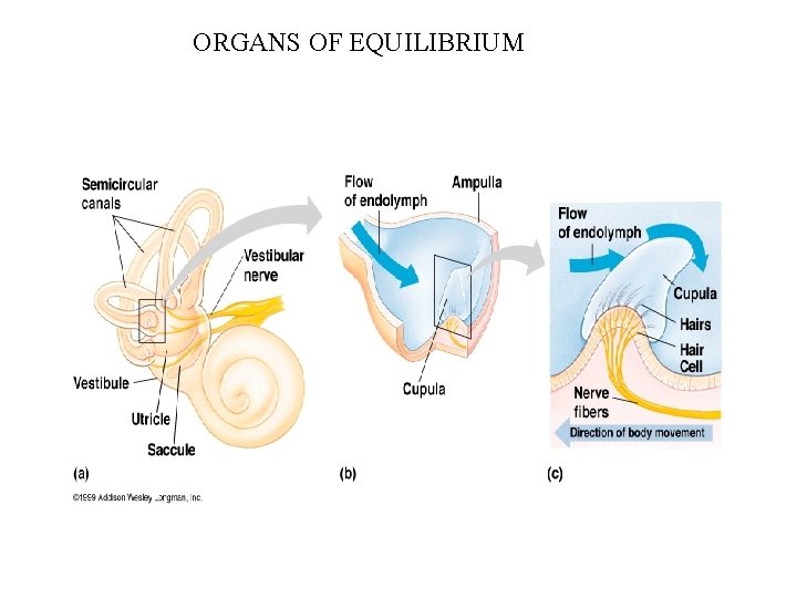 ORGANS OF EQUILIBRIUM 