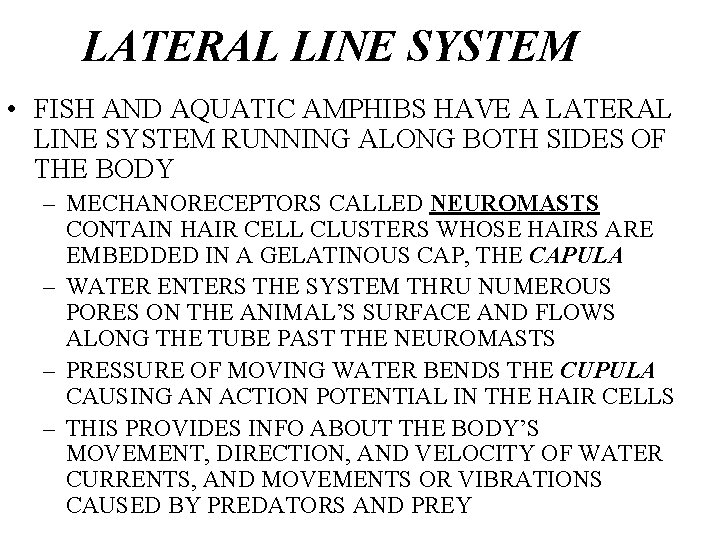 LATERAL LINE SYSTEM • FISH AND AQUATIC AMPHIBS HAVE A LATERAL LINE SYSTEM RUNNING