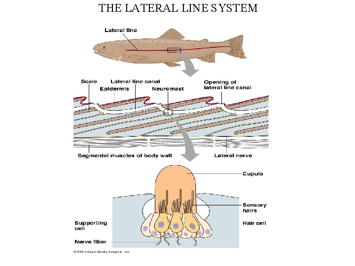 THE LATERAL LINE SYSTEM 