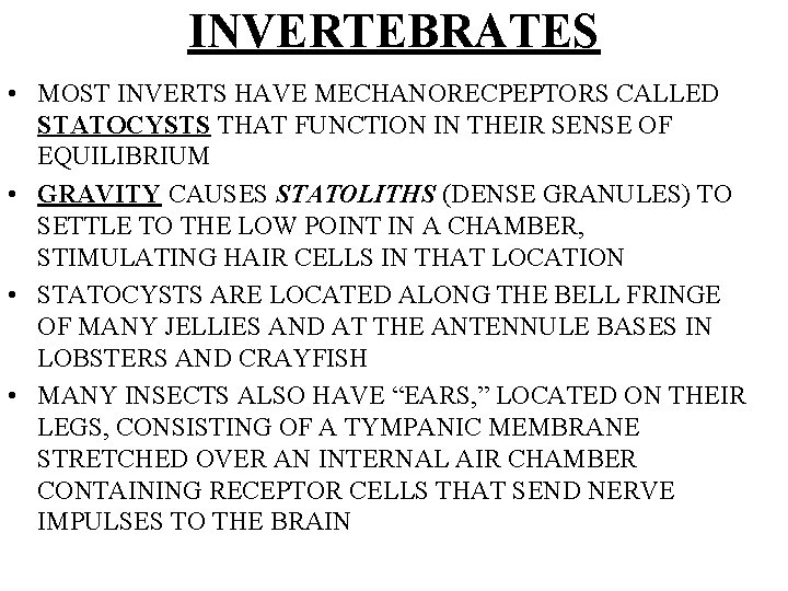 INVERTEBRATES • MOST INVERTS HAVE MECHANORECPEPTORS CALLED STATOCYSTS THAT FUNCTION IN THEIR SENSE OF