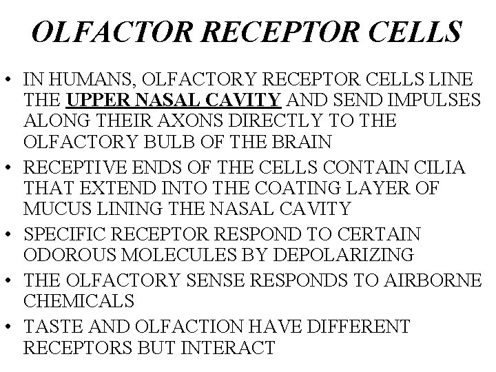 OLFACTOR RECEPTOR CELLS • IN HUMANS, OLFACTORY RECEPTOR CELLS LINE THE UPPER NASAL CAVITY