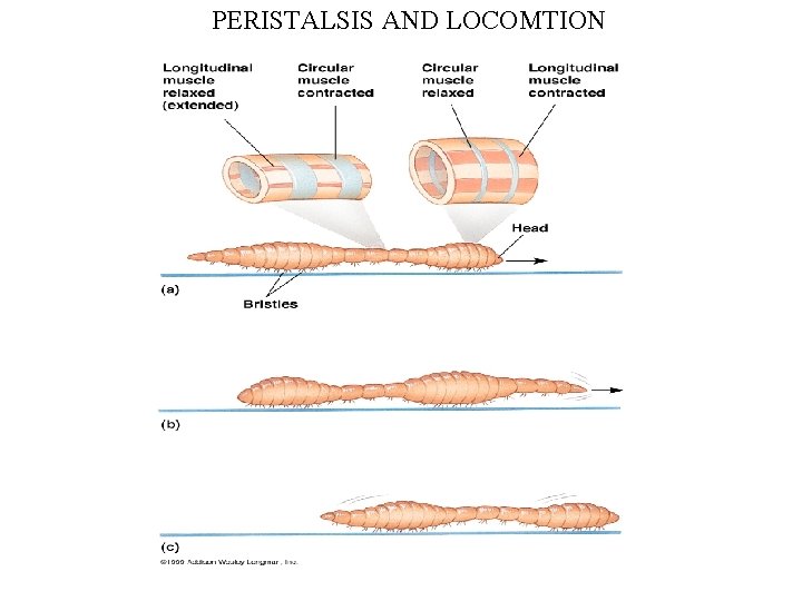 PERISTALSIS AND LOCOMTION 
