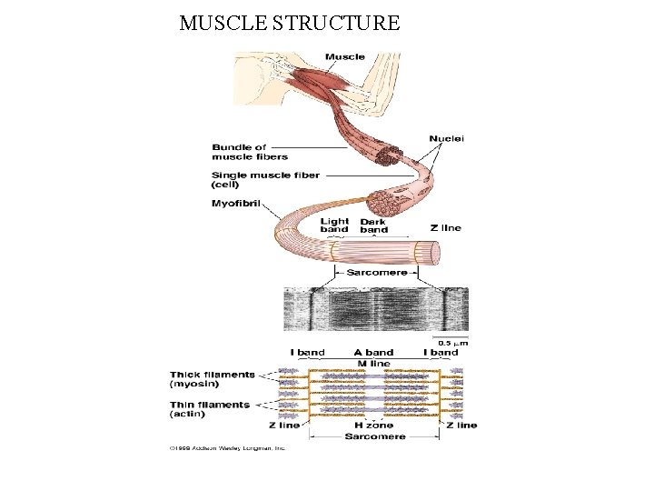 MUSCLE STRUCTURE 
