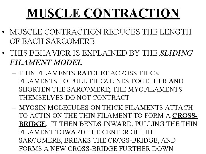 MUSCLE CONTRACTION • MUSCLE CONTRACTION REDUCES THE LENGTH OF EACH SARCOMERE • THIS BEHAVIOR