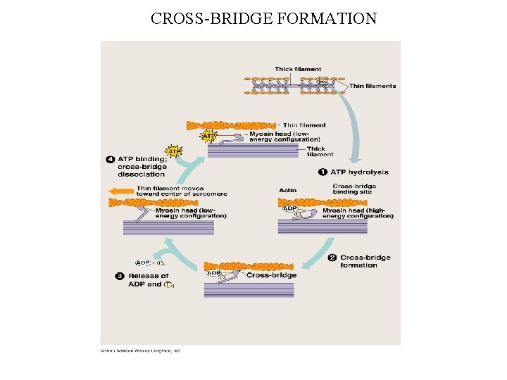 CROSS-BRIDGE FORMATION 