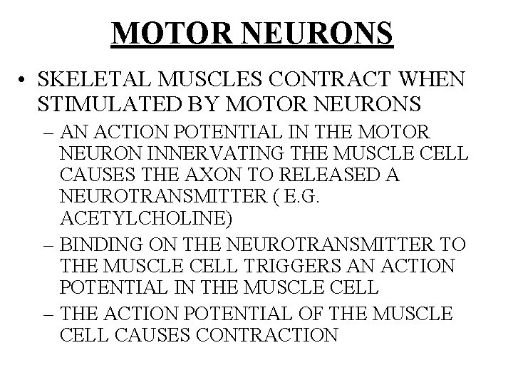 MOTOR NEURONS • SKELETAL MUSCLES CONTRACT WHEN STIMULATED BY MOTOR NEURONS – AN ACTION