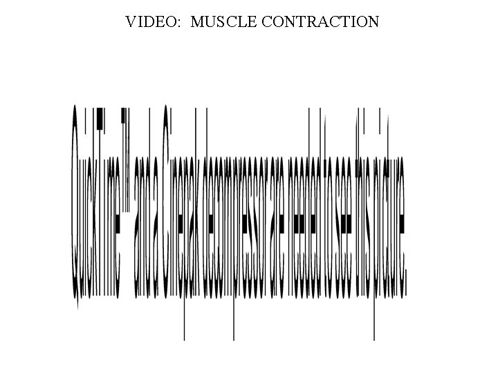 VIDEO: MUSCLE CONTRACTION 