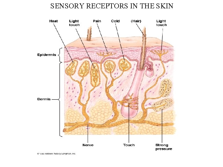 SENSORY RECEPTORS IN THE SKIN 