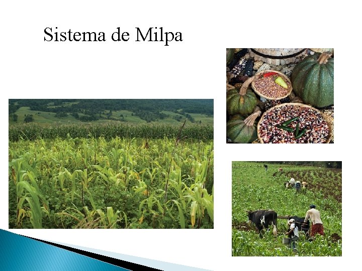 Sistema de Milpa 