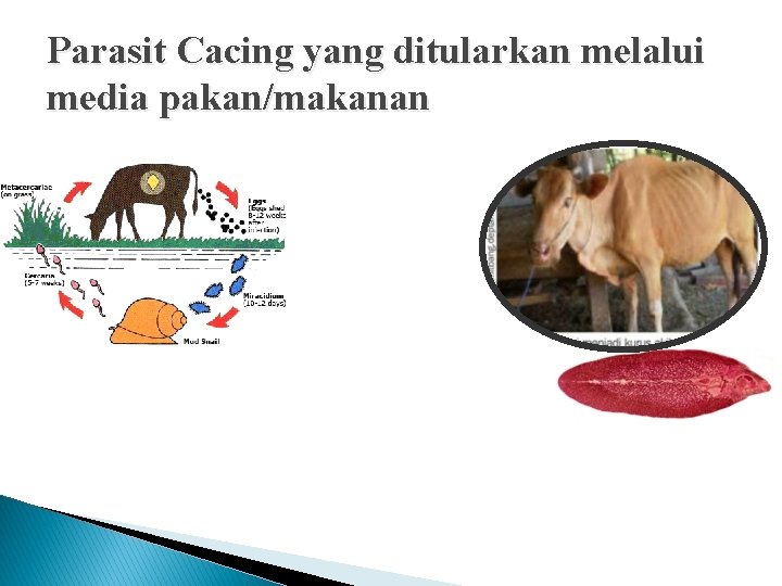 Parasit Cacing yang ditularkan melalui media pakan/makanan Parasit Cacing yang ditularkan melalui media pakan/makanan