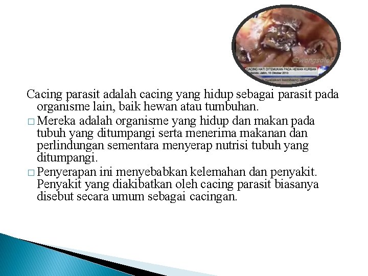 Cacing parasit adalah cacing yang hidup sebagai parasit pada organisme lain, baik hewan atau Cacing parasit adalah cacing yang hidup sebagai parasit pada organisme lain, baik hewan atau