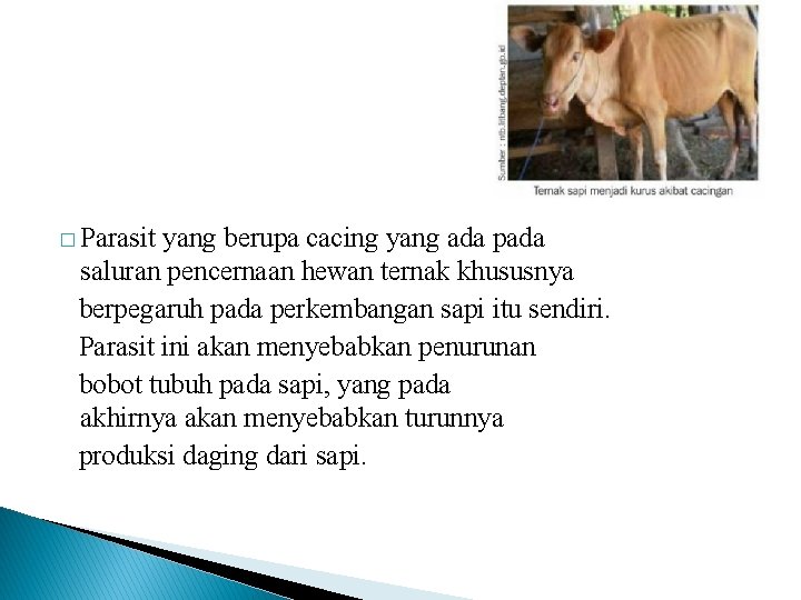 � Parasit yang berupa cacing yang ada pada saluran pencernaan hewan ternak khususnya berpegaruh � Parasit yang berupa cacing yang ada pada saluran pencernaan hewan ternak khususnya berpegaruh