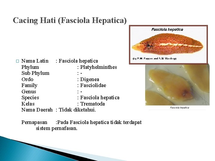Cacing Hati (Fasciola Hepatica) � Nama Latin : Fasciola hepatica Phylum : Platyhelminthes Sub Cacing Hati (Fasciola Hepatica) � Nama Latin : Fasciola hepatica Phylum : Platyhelminthes Sub