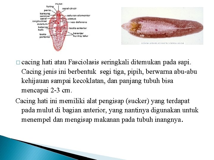 � cacing hati atau Fasciolasis seringkali ditemukan pada sapi. Cacing jenis ini berbentuk segi � cacing hati atau Fasciolasis seringkali ditemukan pada sapi. Cacing jenis ini berbentuk segi