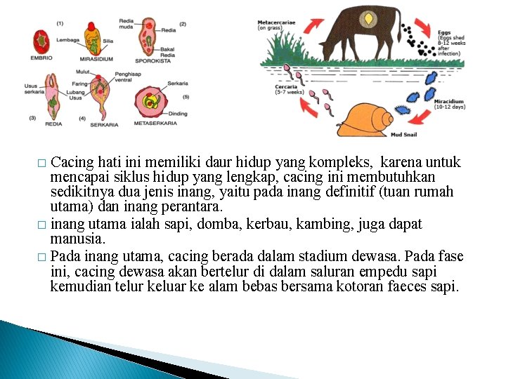 Cacing hati ini memiliki daur hidup yang kompleks, karena untuk mencapai siklus hidup yang Cacing hati ini memiliki daur hidup yang kompleks, karena untuk mencapai siklus hidup yang