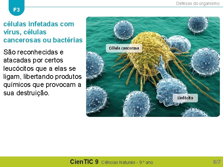 Defesas do organismo F 3 células infetadas com vírus, células cancerosas ou bactérias São