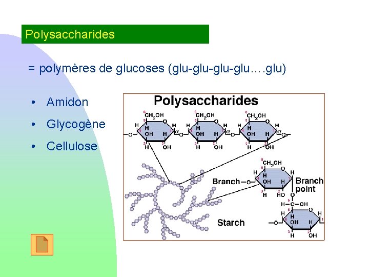 Polysaccharides = polymères de glucoses (glu-glu-glu…. glu) • Amidon • Glycogène • Cellulose 