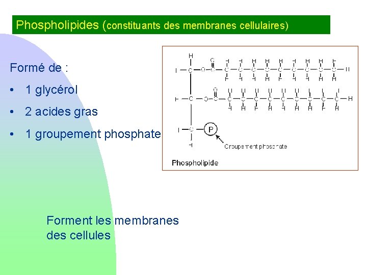 Phospholipides (constituants des membranes cellulaires) Formé de : • 1 glycérol • 2 acides