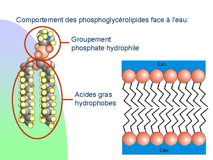 Comportement des phosphoglycérolipides face à l'eau: Groupement phosphate hydrophile Acides gras hydrophobes 