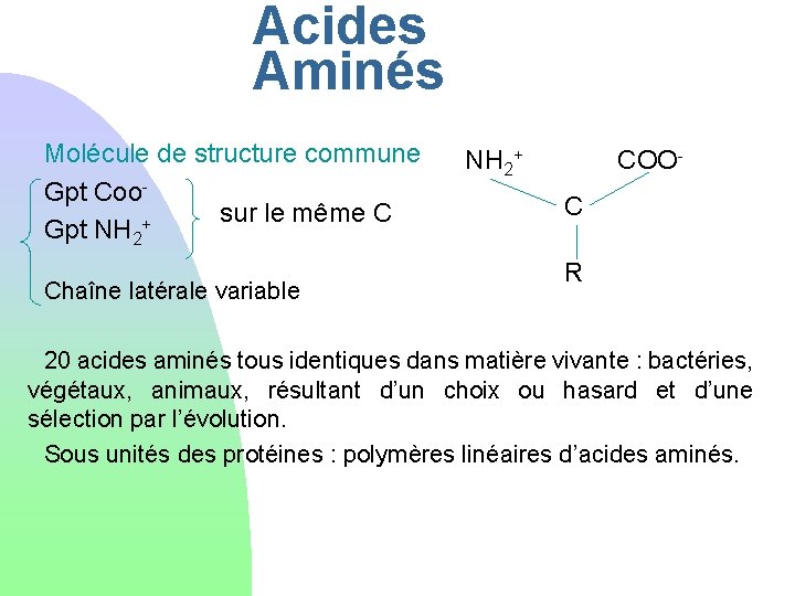 Acides Aminés Molécule de structure commune Gpt Coosur le même C + Gpt NH