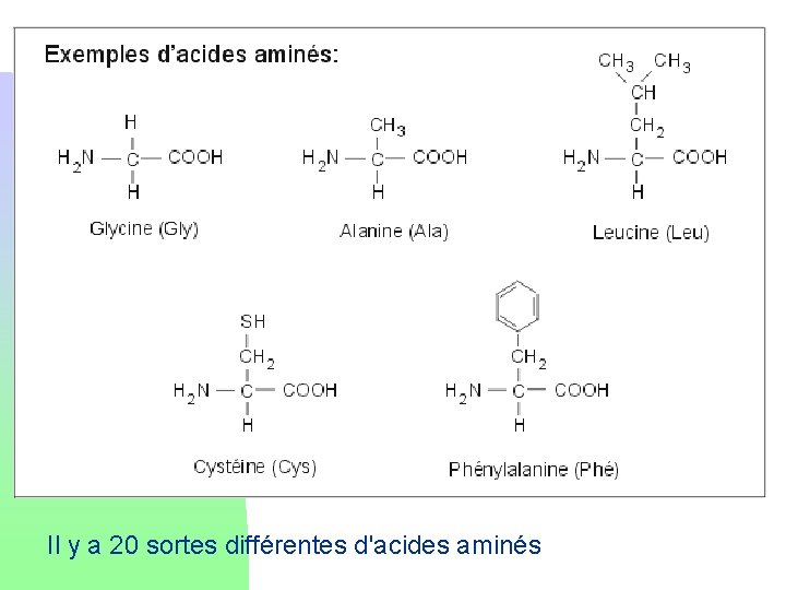 Il y a 20 sortes différentes d'acides aminés 