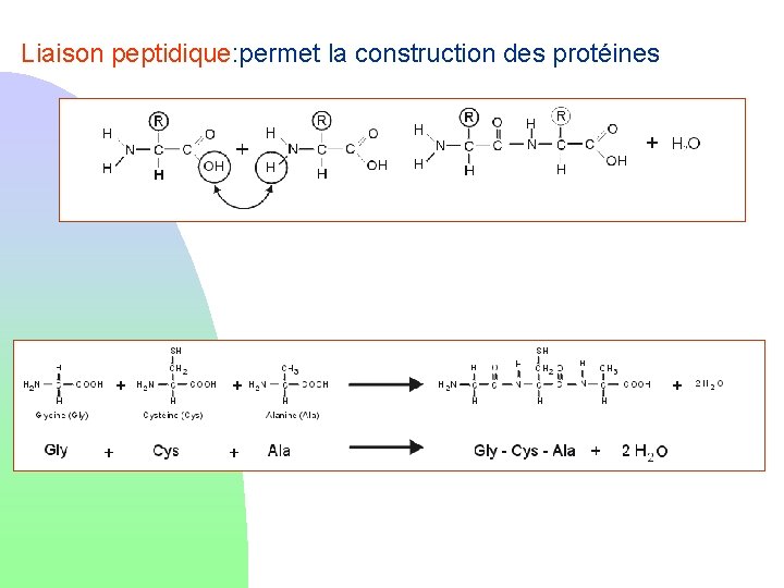 Liaison peptidique: permet la construction des protéines 