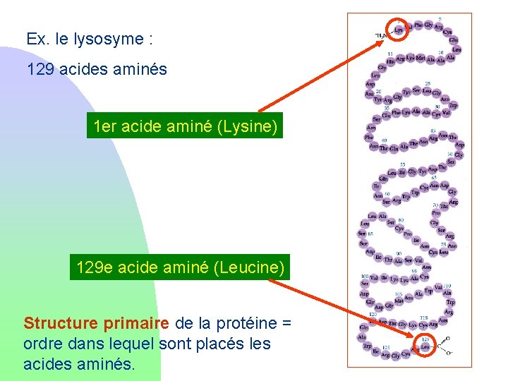 Ex. le lysosyme : 129 acides aminés 1 er acide aminé (Lysine) 129 e