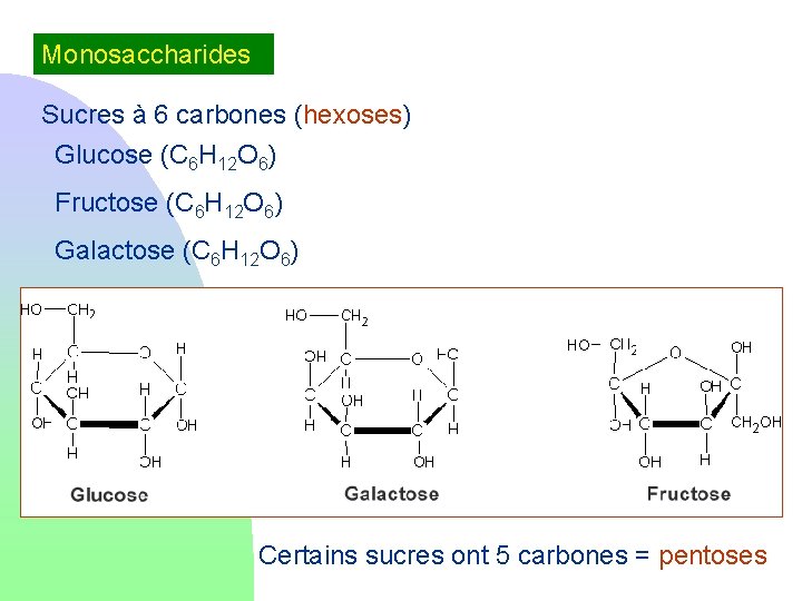 Monosaccharides Sucres à 6 carbones (hexoses) Glucose (C 6 H 12 O 6) Fructose