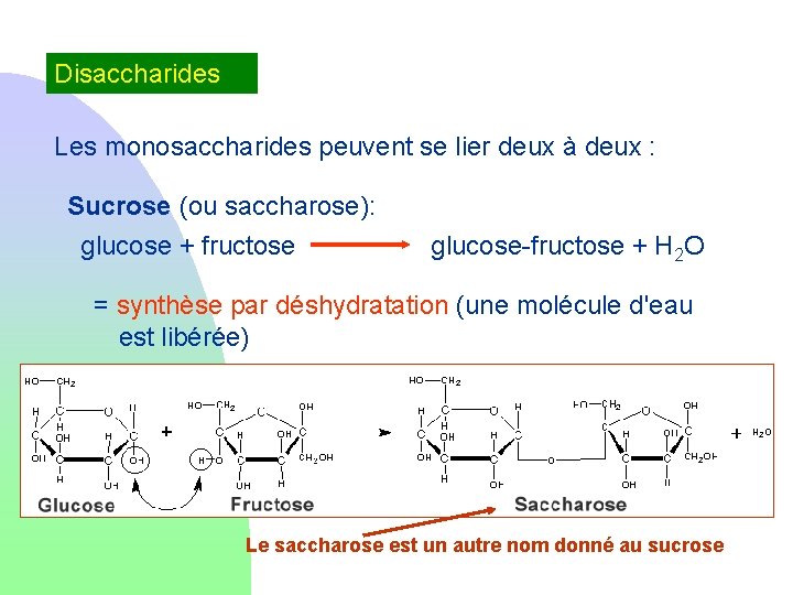 Disaccharides Les monosaccharides peuvent se lier deux à deux : Sucrose (ou saccharose): glucose