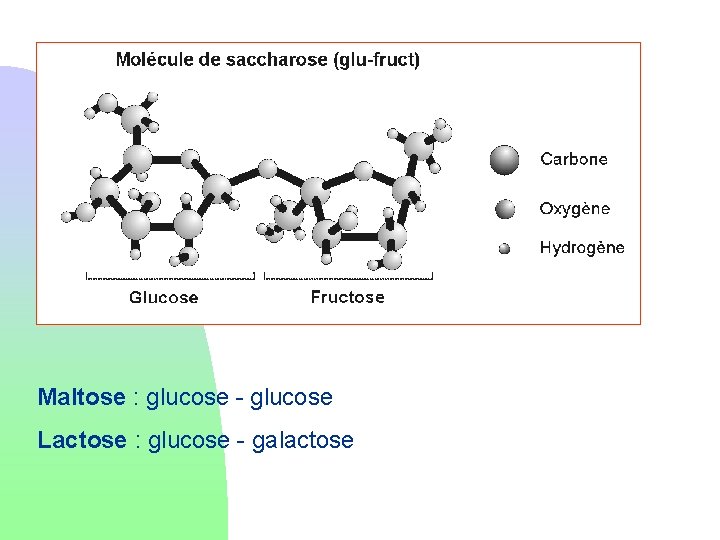 Maltose : glucose - glucose Lactose : glucose - galactose 