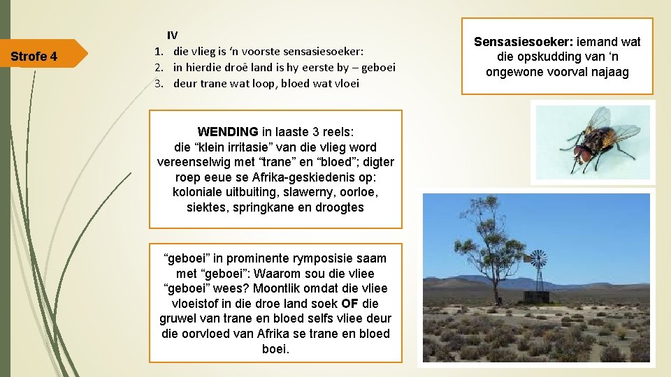 Strofe 4 IV 1. die vlieg is ‘n voorste sensasiesoeker: 2. in hierdie droë