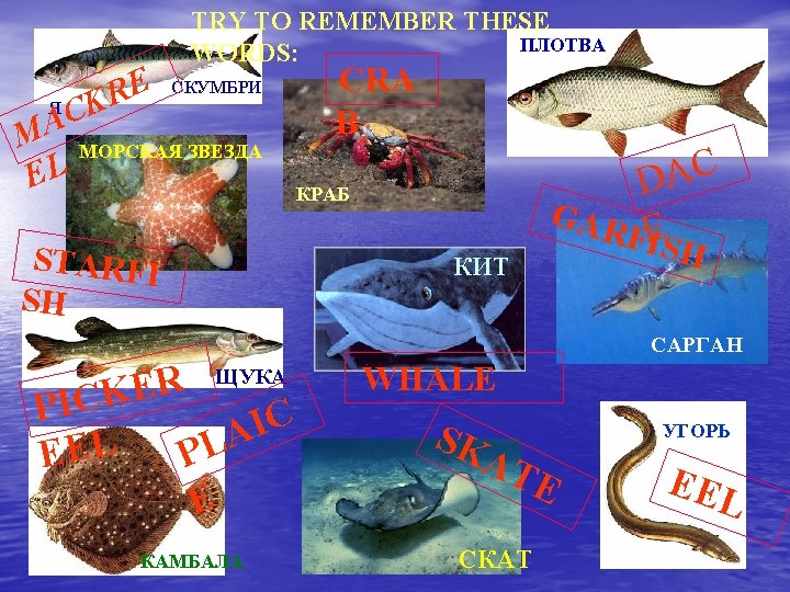 E R Я K C A TRY TO REMEMBER THESE ПЛОТВА WORDS: СКУМБРИ M