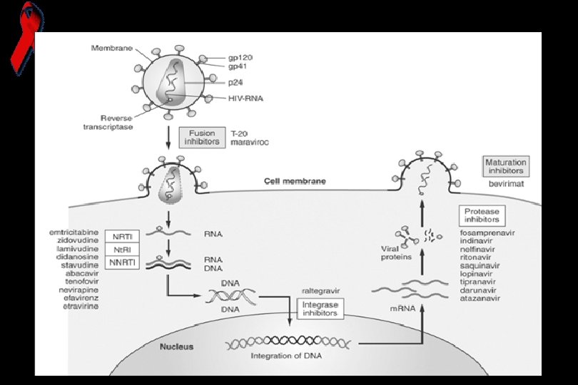 Схемы вич терапии. Диданозин механизм действия. Ставудин механизм действия. Синтез атазанавира. Диданозин строение.