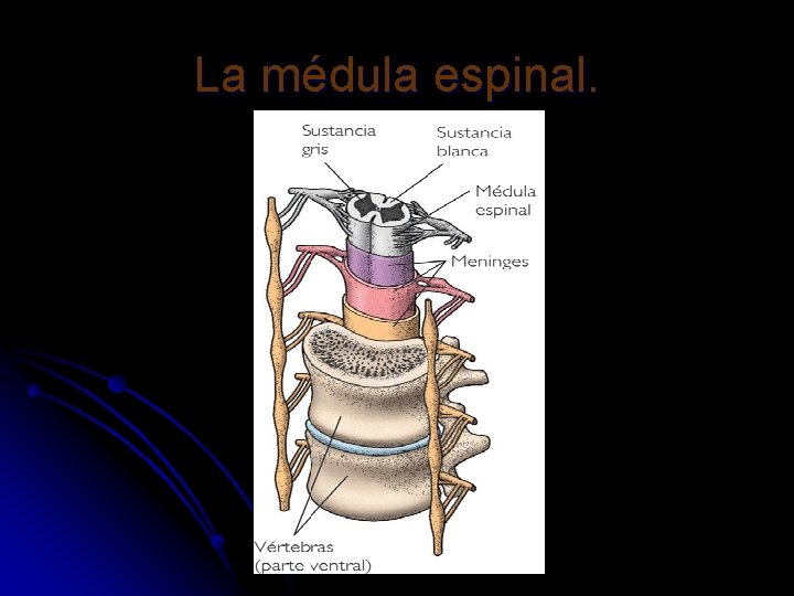 La médula espinal. 