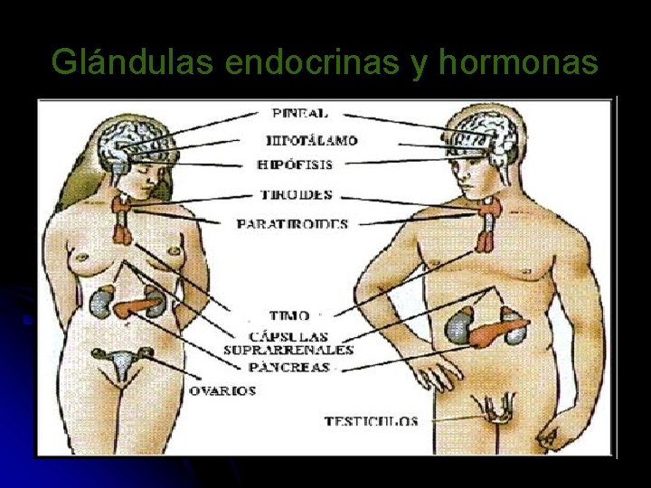 Glándulas endocrinas y hormonas 