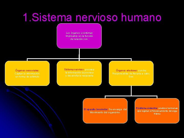 1. Sistema nervioso humano Los órganos y sistemas Implicados en la función de relación