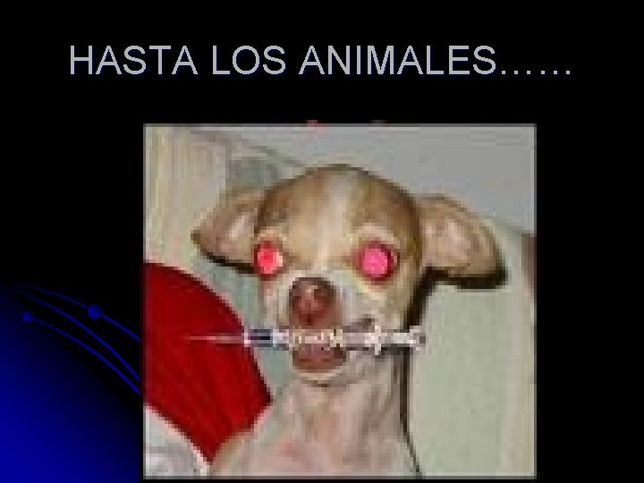 HASTA LOS ANIMALES…… 