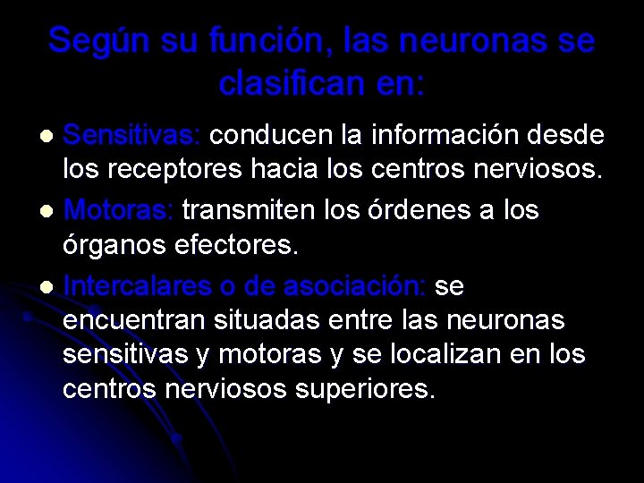Según su función, las neuronas se clasifican en: Sensitivas: conducen la información desde los
