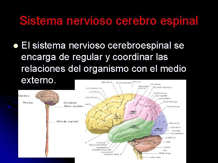 Sistema nervioso cerebro espinal l El sistema nervioso cerebroespinal se encarga de regular y