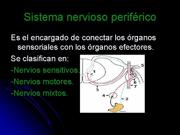 Sistema nervioso periférico Es el encargado de conectar los órganos sensoriales con los órganos