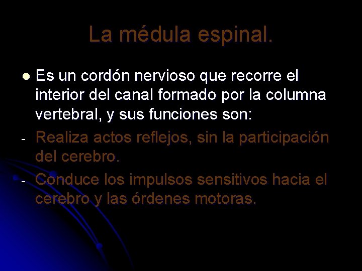 La médula espinal. l - Es un cordón nervioso que recorre el interior del