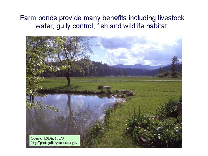 Farm ponds provide many benefits including livestock water, gully control, fish and wildlife habitat.