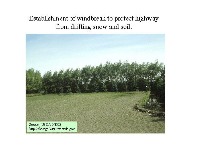 Establishment of windbreak to protect highway from drifting snow and soil. Source: USDA, NRCS