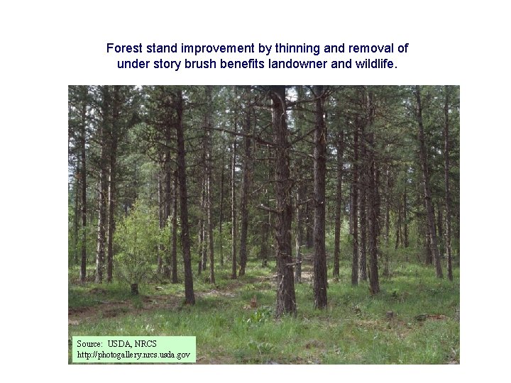 Forest stand improvement by thinning and removal of under story brush benefits landowner and