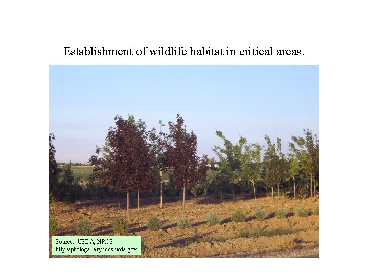 Establishment of wildlife habitat in critical areas. Source: USDA, NRCS http: //photogallery. nrcs. usda.