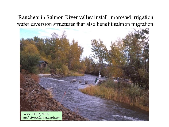 Ranchers in Salmon River valley install improved irrigation water diversion structures that also benefit