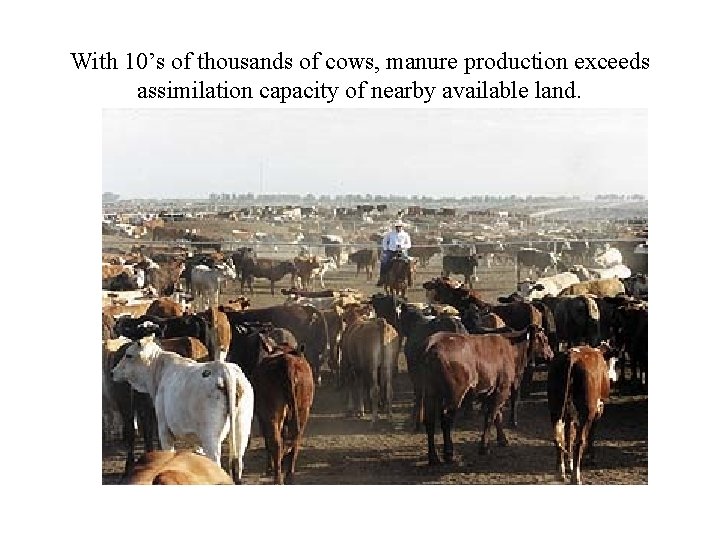 With 10’s of thousands of cows, manure production exceeds assimilation capacity of nearby available