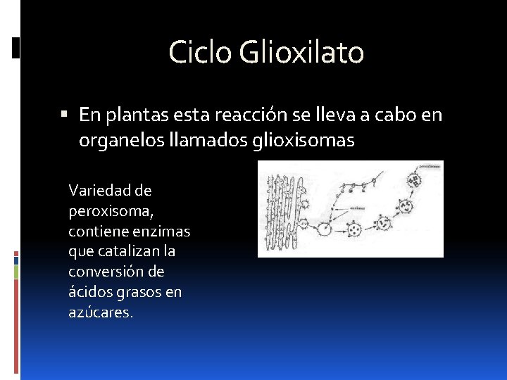 Ciclo Glioxilato En plantas esta reacción se lleva a cabo en organelos llamados glioxisomas