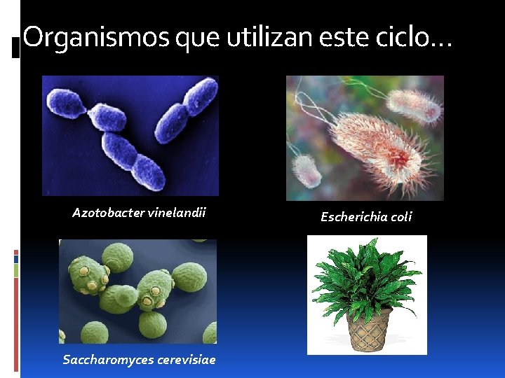 Organismos que utilizan este ciclo… Azotobacter vinelandii Saccharomyces cerevisiae Escherichia coli 