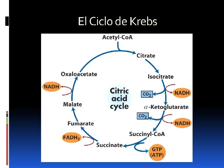 El Ciclo de Krebs 